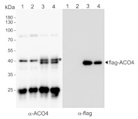 ACO4 | 1-aminocyclopropane-1-carboxylate oxidase 4 in the group Antibodies Plant/Algal / Arabidopsis thaliana at Agrisera AB (Antibodies for research) (AS18 4240)